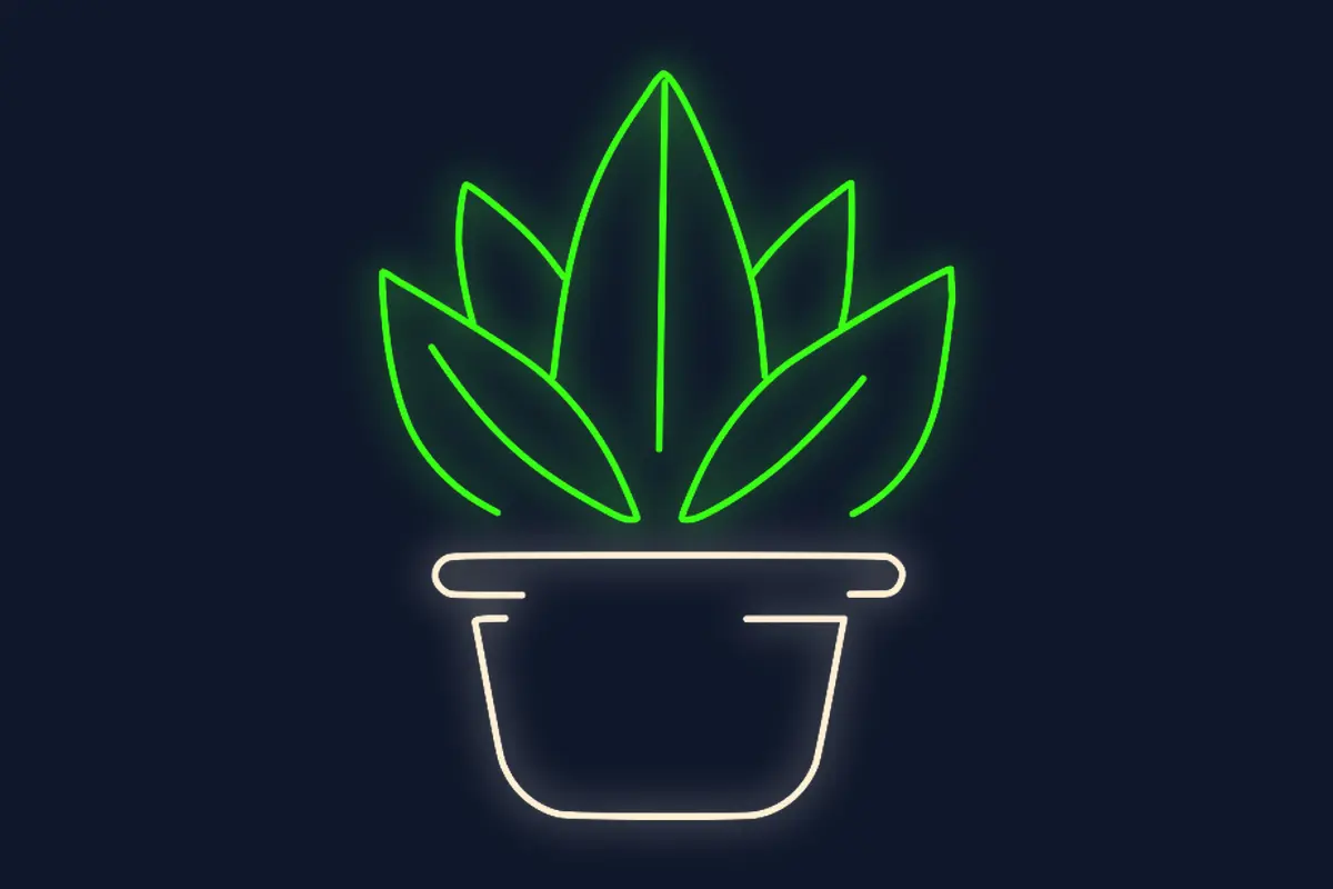 Planta suculenta en maceta